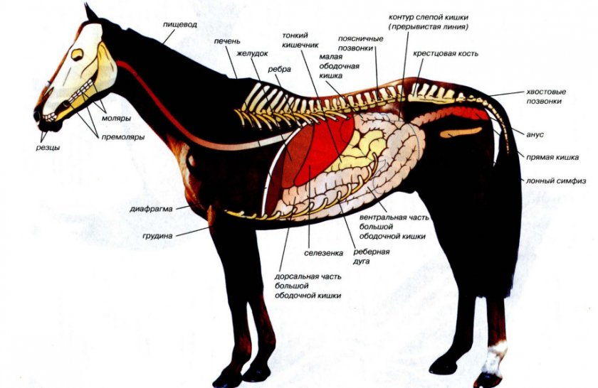 Пищеварительная система лошади