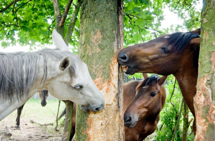 Питание лошадей