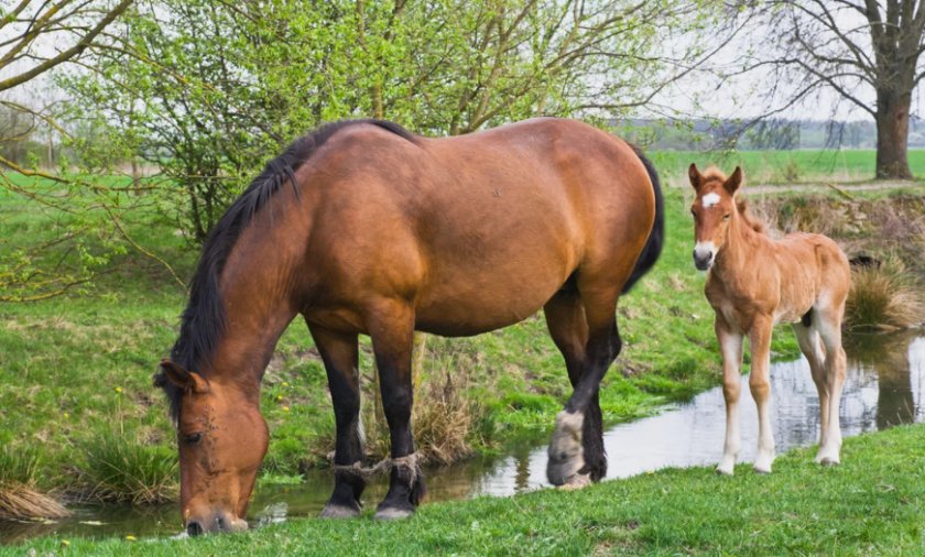 Питание лошадей