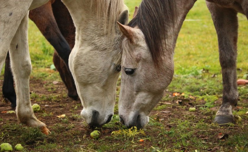 Питание лошадей
