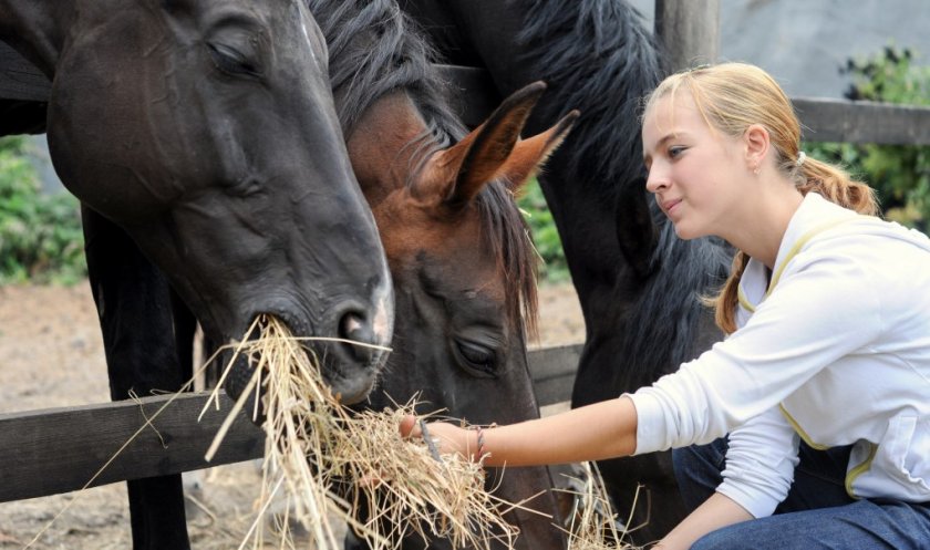 Питание лошадей