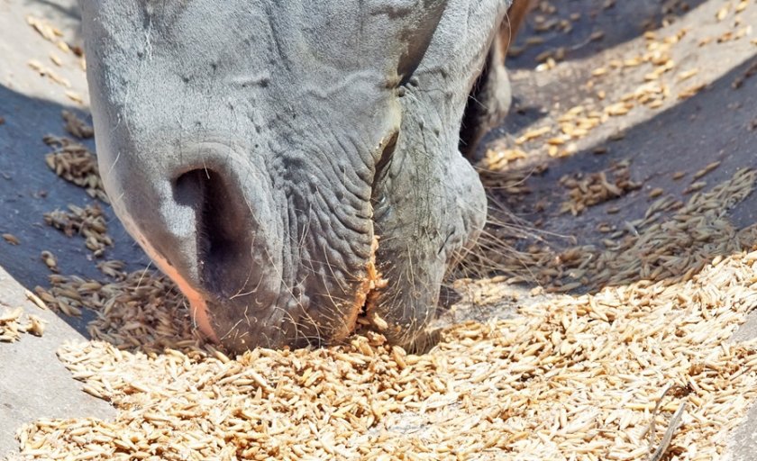 Питание лошадей