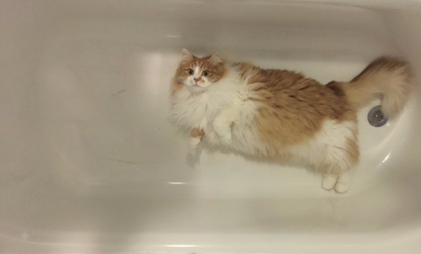 Сибирская кошка Сибирская кошка