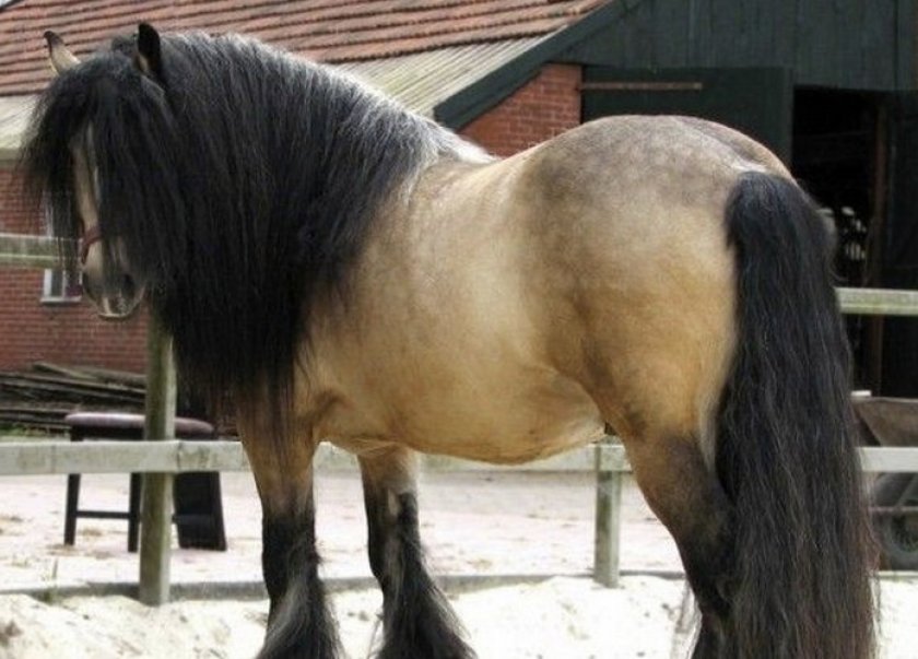 Цыганская упряжная лошадь