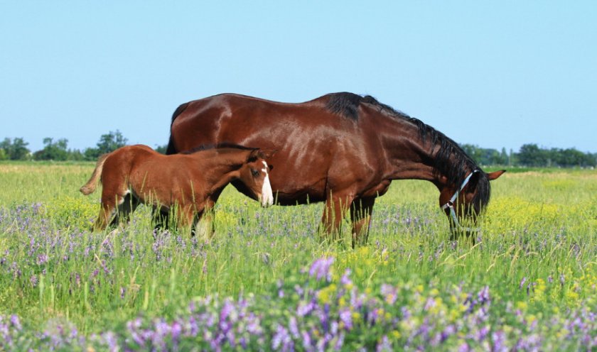 Лошадь и жеребенок