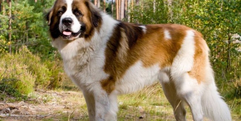 Московская сторожевая