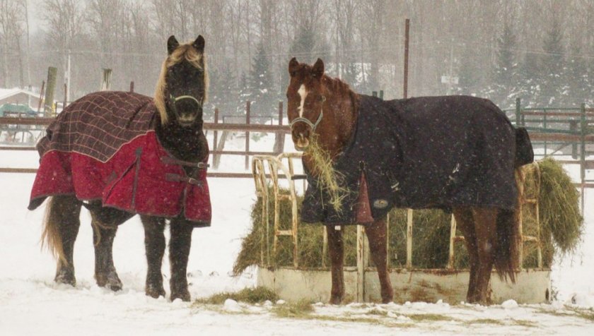 Питание лошадей