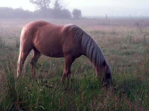 Болезни лошадей симптомы лечение препараты