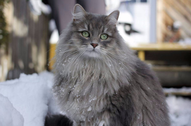Сибирская кошка Сибирская кошка