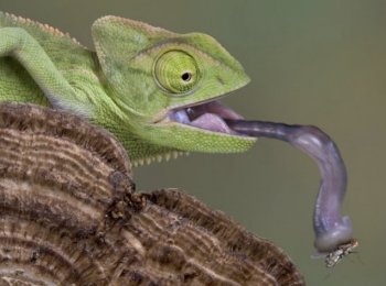 Особенности языка хамелеона: длина и предназначение