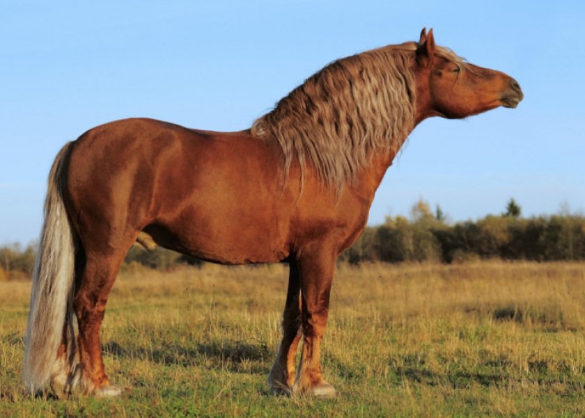 Советский тяжеловоз (порода лошадей): характеристика, фото