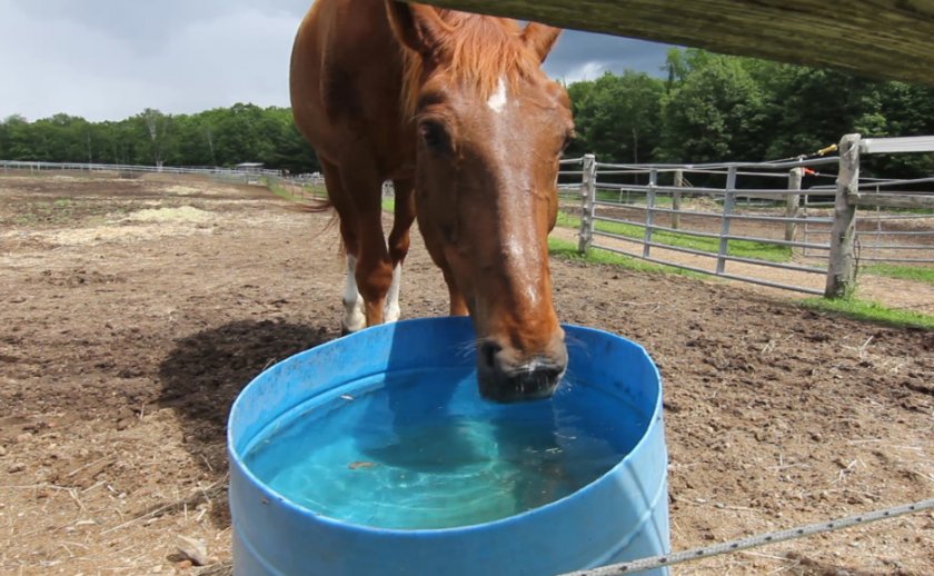 Лошадь пьет