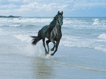 Вороная лошадь: описание породы и особенности масти