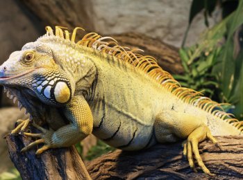 Игуана — ядовитая ли: последствия укуса