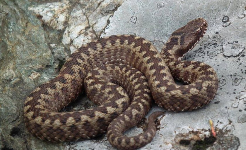 Гадюка обыкновенная