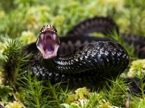 Черная гадюка