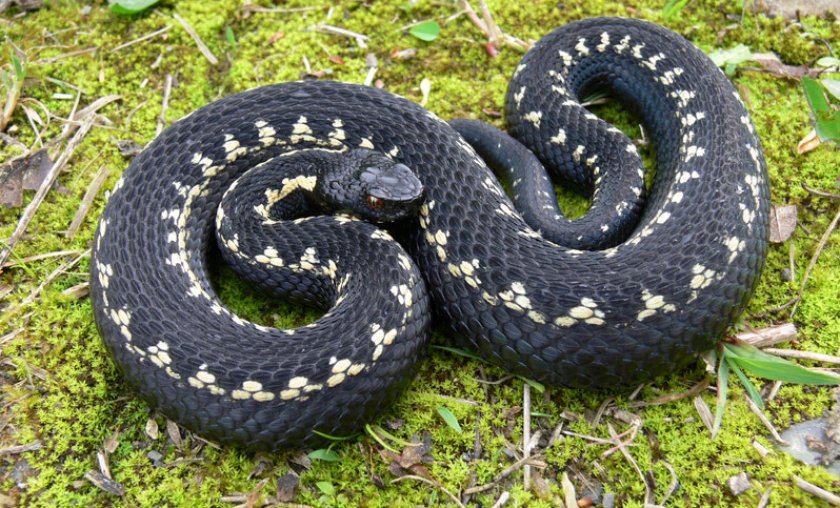 Кавказская гадюка