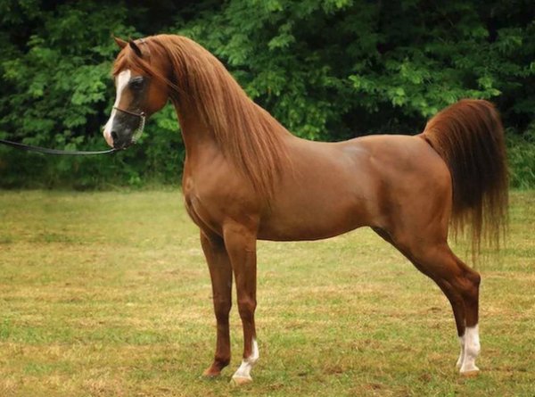 Английская чистокровная лошадь описание породы