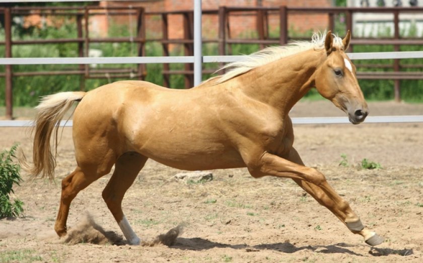 Ахалтекинская лошадь