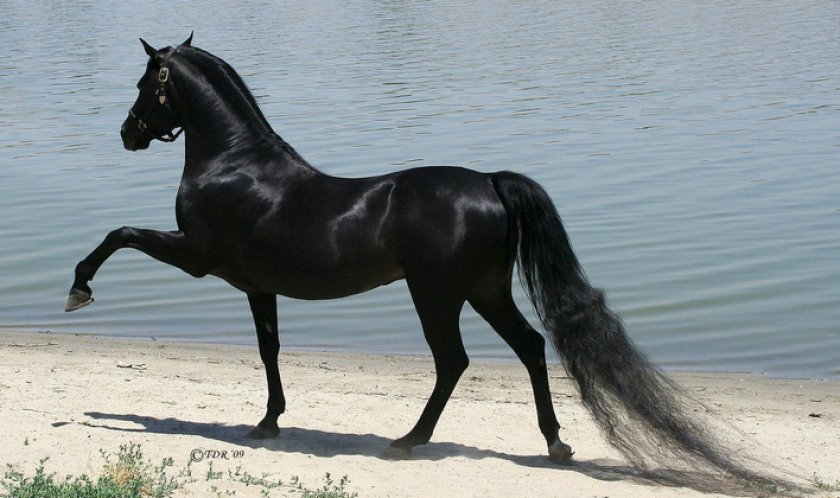 Арабская чистокровная лошадь Арабская чистокровная лошадь