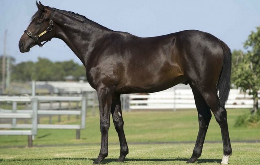 Чистокровная верховая лошадь