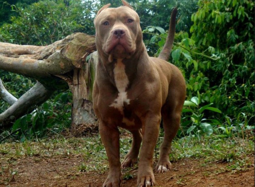 Американский бандог Американский бандог