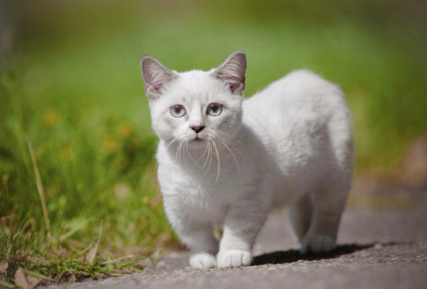 Порода кошек Манчкин  характерные особенности и уход