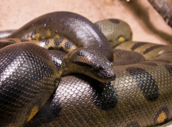 Характеристика, описание и образ жизни анаконды