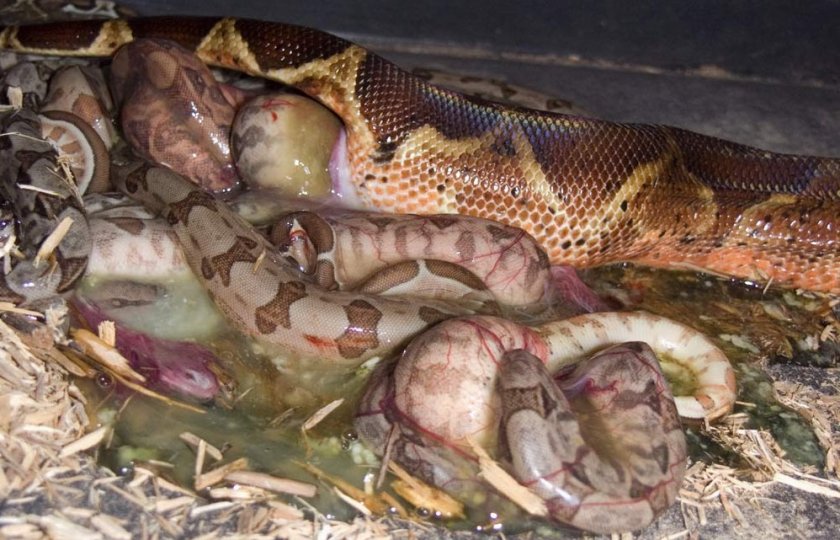 Размножение анаконд