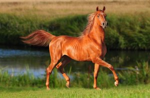 Как называется рыжая лошадь – рыжеватая кобыла