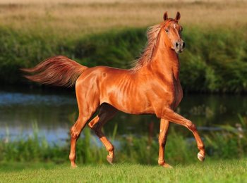 Лошадь рыжей масти: описание, генетика