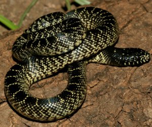 Королевская змея