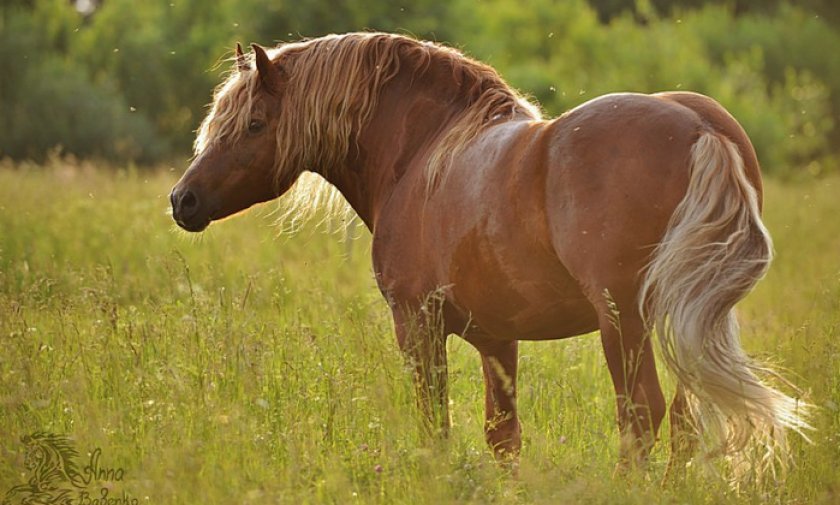Тяжелоупряжная лошадь