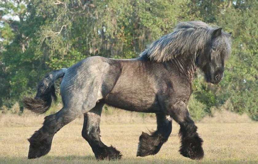 Лошадь брабансон