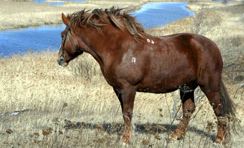 Лошадь битюг