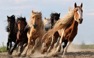 Размножение лошадей в диком табуне, видео, стадо коней