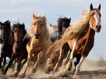 Табун лошадей: преимущества и особенности содержания, главные отличия табунов диких лошадей