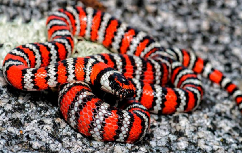 Королевская змея