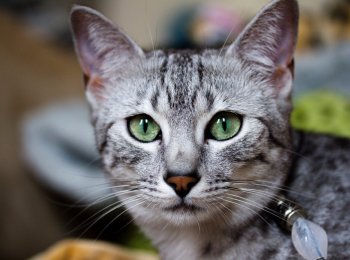 Порода кошек египетский мау: как ухаживать за питомцем