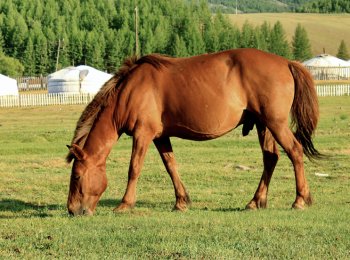 Монгольская порода лошадей: характеристика, содержание и уход