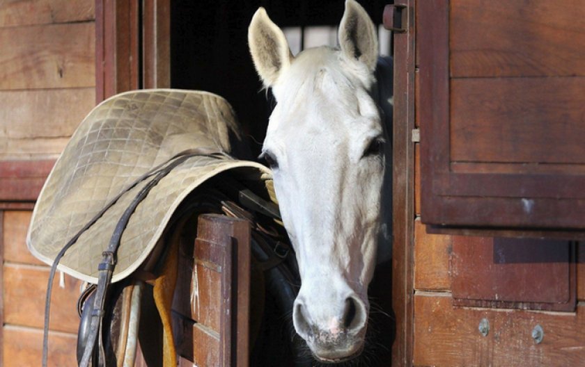 Лошадь в стойле
