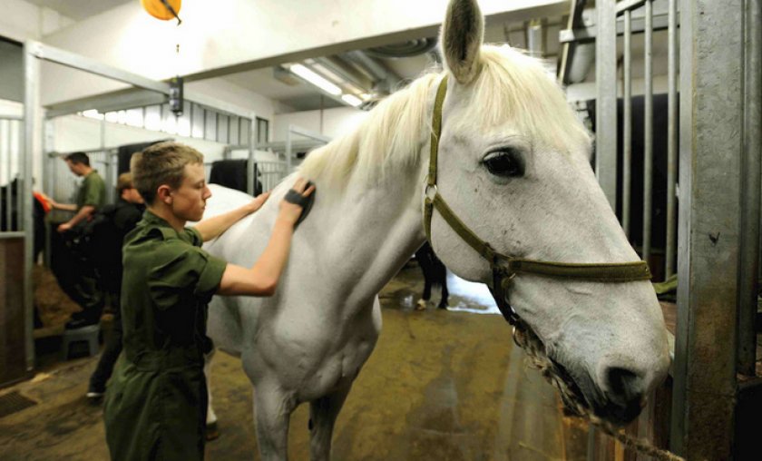 Уход за лошадью