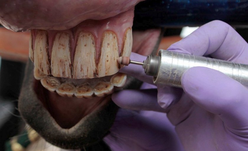 Уход за ротовой полостью лошади