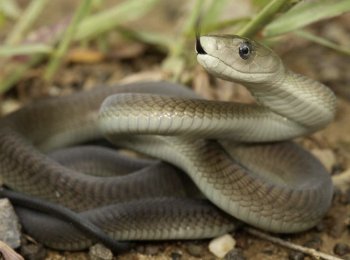 Змея мамба: описание, образ жизни и среда обитания, опасность укуса