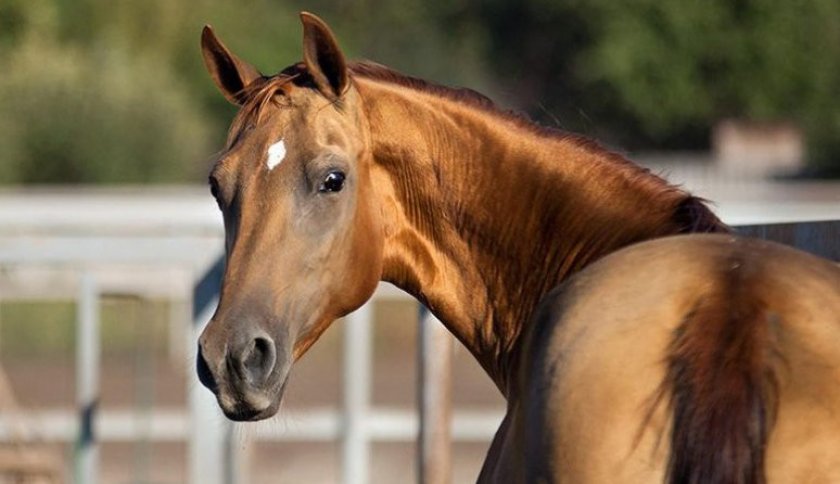 Заводская лошадь