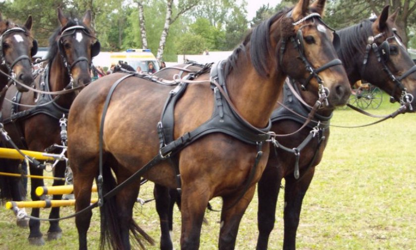 Рабочая лошадь Рабочая лошадь