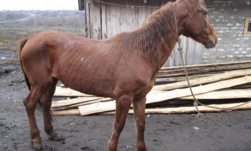 Плохая упитанность Плохая упитанность