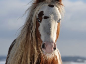 Пинто: лошадь с необычным окрасом