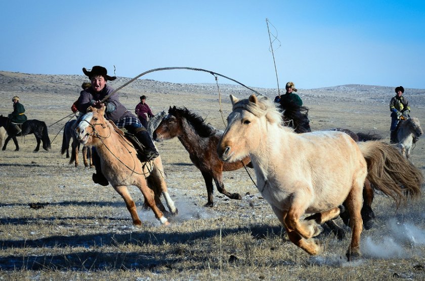 Монгольские скакуны