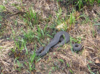 Какие змеи водятся в России: неядовитые и самые опасные